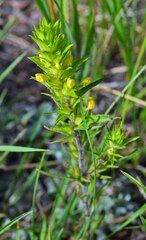 Orthocarpus luteus