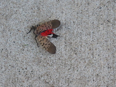 Lycorma delicatula