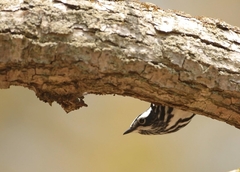 Mniotilta varia