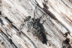 Cyrtopogon