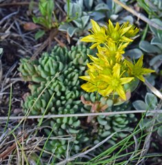 Sedum lanceolatum