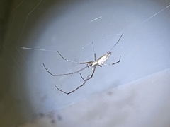 Tetragnatha