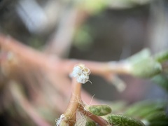 Portulaca