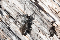 Cyrtopogon