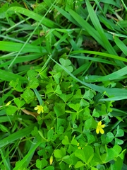 Oxalis stricta