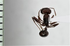 Pogonomyrmex salinus