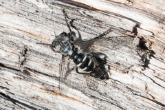 Cyrtopogon