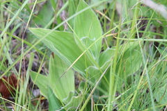 Cypripedium reginae