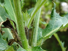 Paraulacizes irrorata