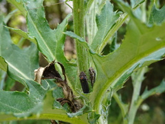 Paraulacizes irrorata