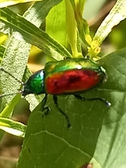 Chrysochus auratus