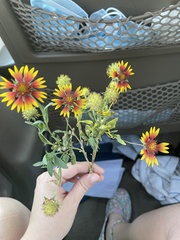 Gaillardia