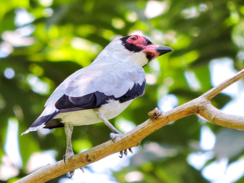 Masked Tityra