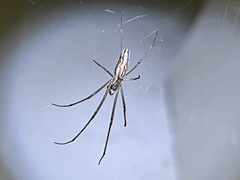Tetragnatha