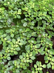 Pilea myriophylla