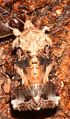 Spodoptera ornithogalli