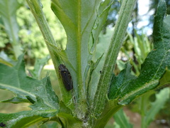 Paraulacizes irrorata
