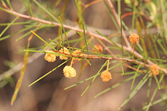 Acacia quadrilateralis