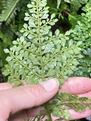 Pilea myriophylla