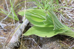 Cypripedium reginae