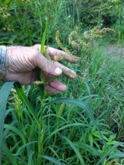 Echinochloa muricata