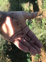Bouteloua chondrosioides