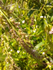 Echinochloa muricata