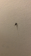 Periplaneta fuliginosa