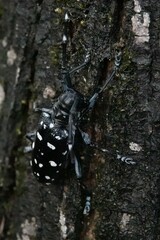 Anoplophora macularia