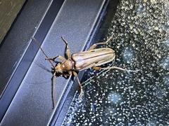 Ortholeptura valida