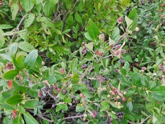 Aronia melanocarpa