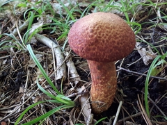 Suillus spraguei