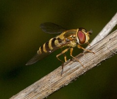 Syrphus rectus