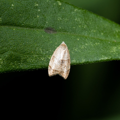Coelostathma discopunctana