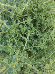 Amaranthus albus