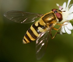 Syrphus rectus