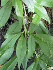 Coreopsis grandiflora