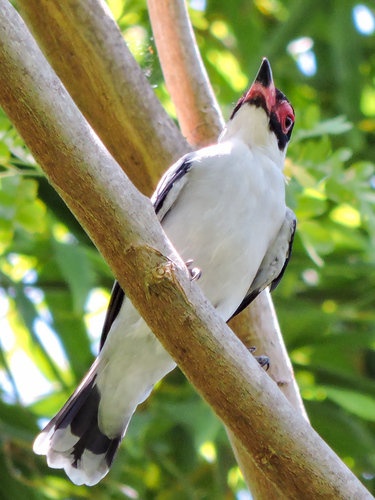 Masked Tityra