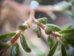 Portulaca