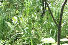 Cypripedium reginae