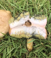 Boletus patrioticus