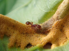 Myrmica