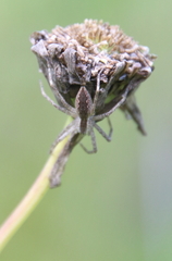 Pisaurina mira