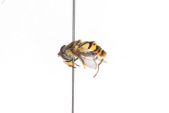 Helophilus fasciatus