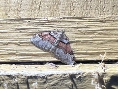 Xanthorhoe labradorensis