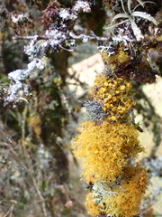 Teloschistes chrysophthalmus