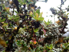 Berberis microphylla