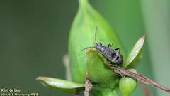 Panaorus albomaculatus