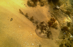 Trygonorrhina dumerilii