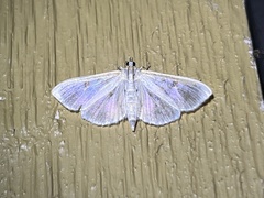 Herpetogramma aquilonalis